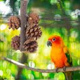 thumbnail image 1 of PTOOTP Parrot Chewing Toy Natural Pine Cone 1Pack for Chewing Time and Play, 1 of 5
