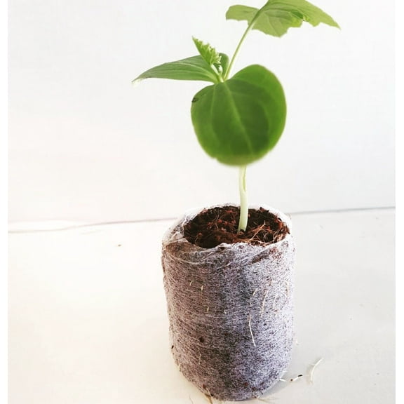 PURE ROOTERS 42MM COCO PLUGS/PELLETS (1500 units/case)