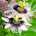 PURPLE PASSION FLOWER VINE SEEDS Granadilla Passiflora edulis Garden