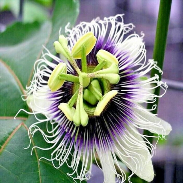 PURPLE PASSION FRUIT FLOWER SEEDS Granadilla Passiflora edulis Garden
