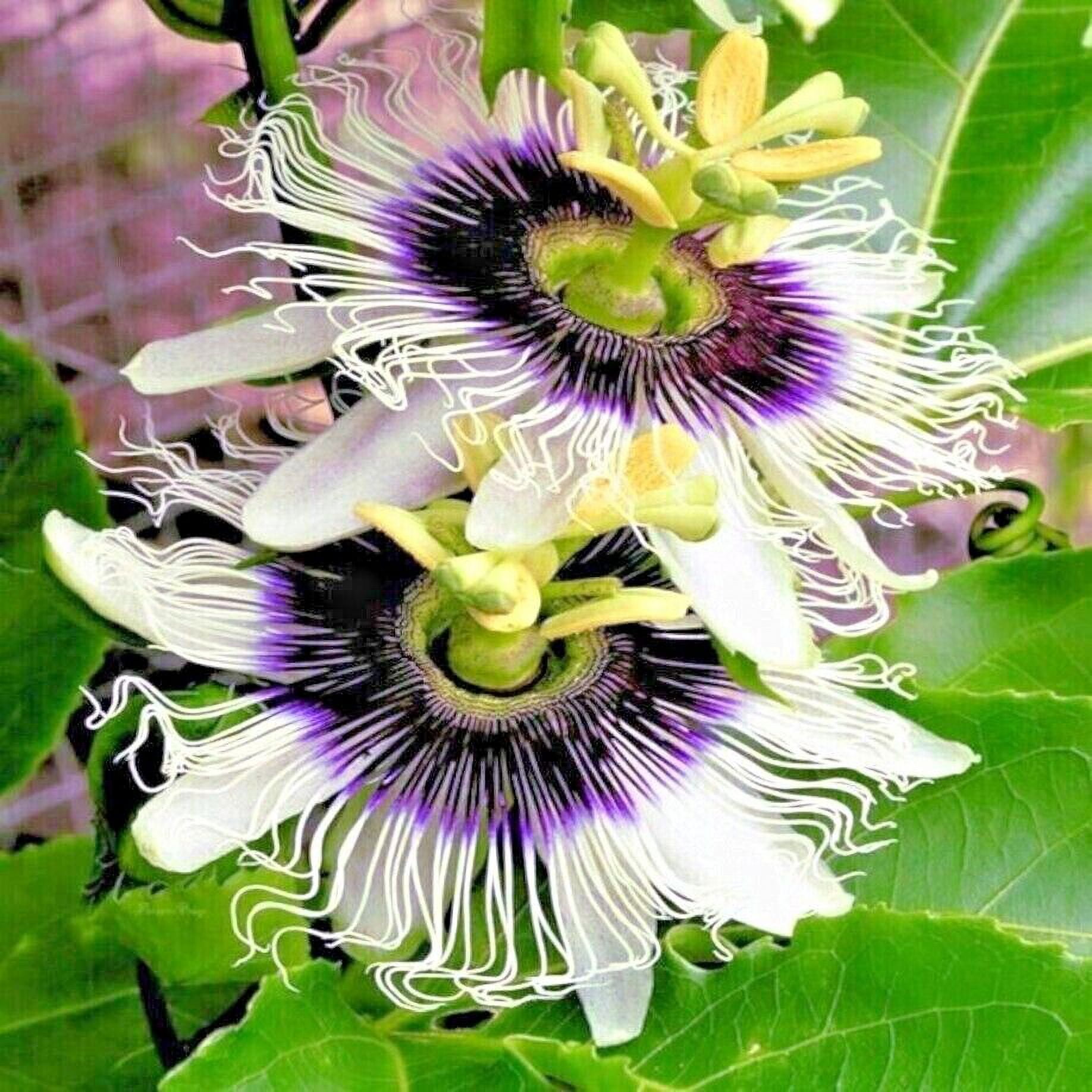PURPLE PASSION FRUIT FLOWER SEEDS Granadilla Passiflora edulis Garden