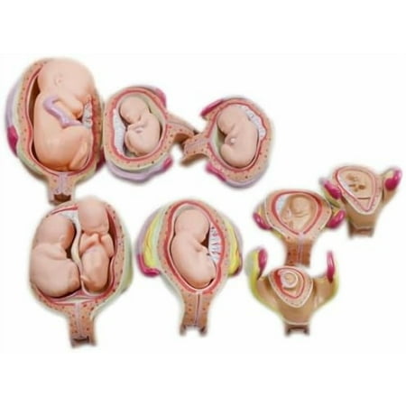 PVC 8 PCS Human Anatomical Embryonic Development, Fetal Development Process Display, for Educational Demonstration Training, Women Anatomy Model$$Other