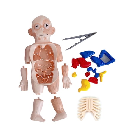 PVC Body Puzzle Game Fun and Educational Anatomy Toy Body Learning Display Toy