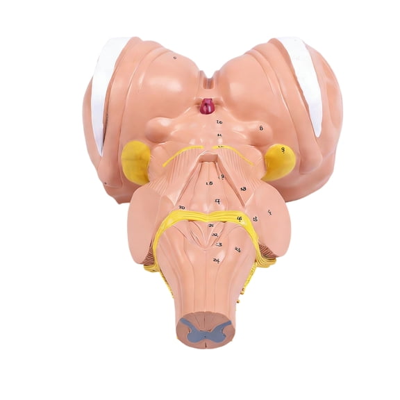 PVC Construction Human Brain Stem Anatomical Model Ideal for Long Term Educational Tool Use in Medicals Institutions
