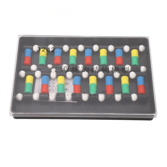 PVC DNA Double  Structure Model Kit with 16 Base Pairs for Biology Classroom Teaching and Science Education Display Biological Genetic Gene Teaching and Demonstration
