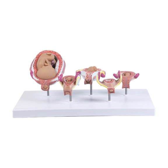 PVC Human Pregnancy Embryo Development Model with Detachable Five Parts for Medicals Education and Realistic Anatomy