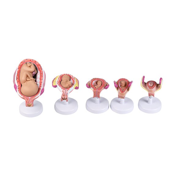 PVC Human Pregnancy Embryo Development Model with Detachable Five Parts for Medicals Education and Realistic Anatomy