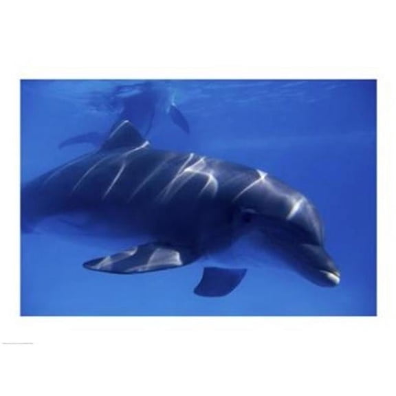 PVT/Superstock SAL1370465 Bottle-Nosed Dolphin -24 x 18- Poster Print