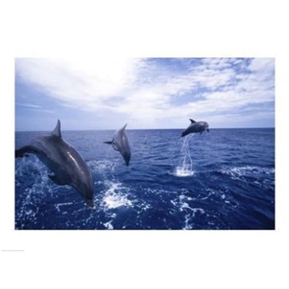 PVT/Superstock SAL1370470 Bottle-Nosed Dolphins -24 x 18- Poster Print