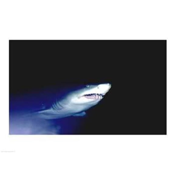 PVT/Superstock SAL447H1111 Ragged-tooth Shark -24 x 18- Poster Print