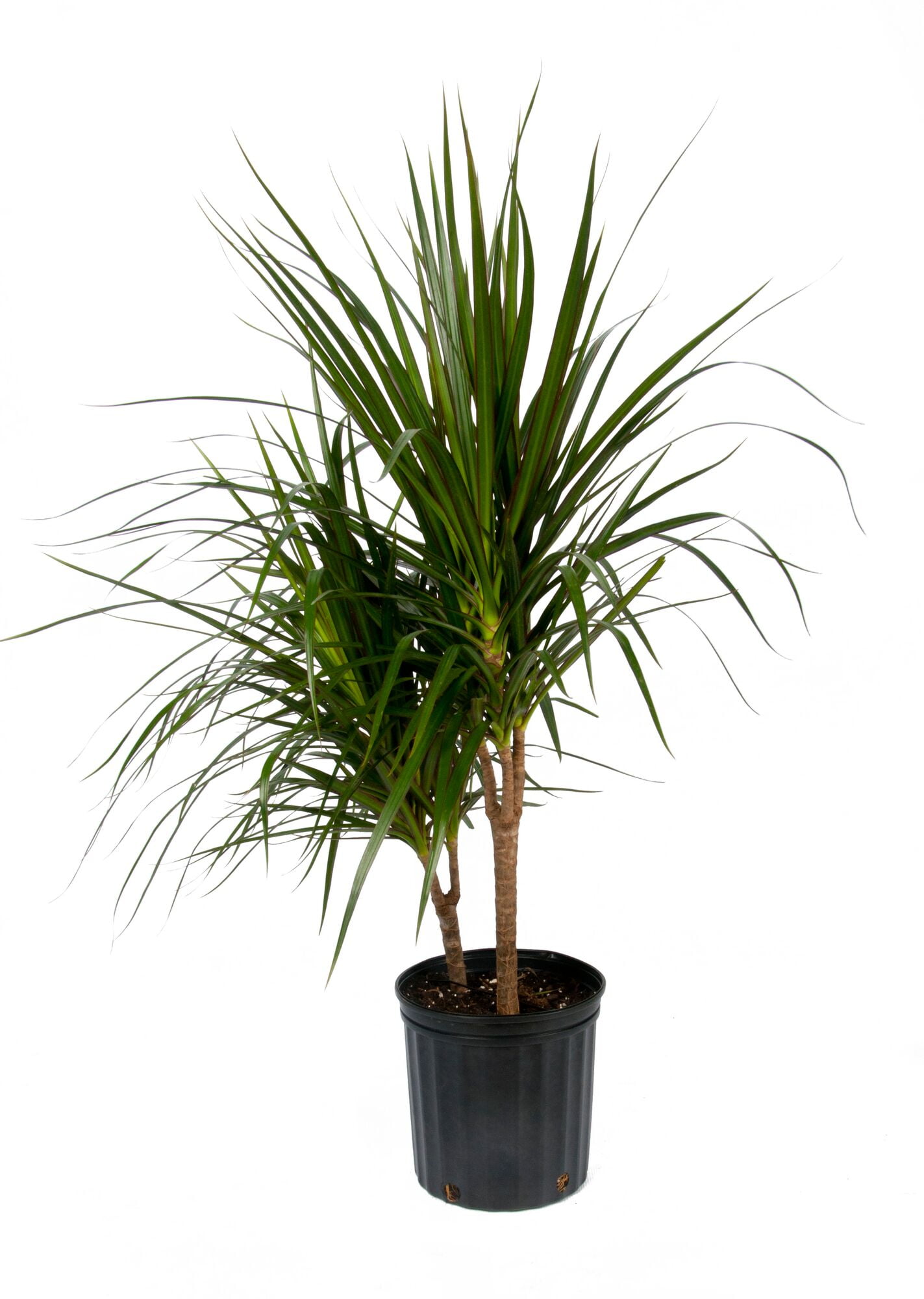 PWB-10IN-ASST-FOL_31d626f0-