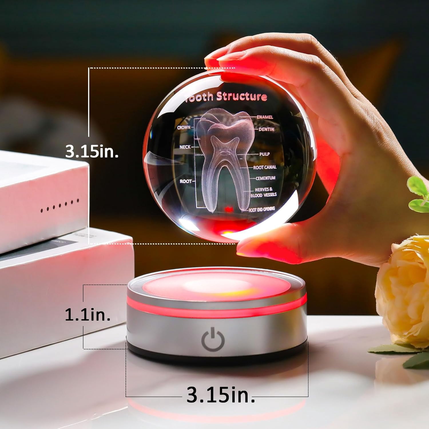 PYYAN-Tooth Model 3D Crystal Ball Dental Gifts for Women Men, Dentist ...