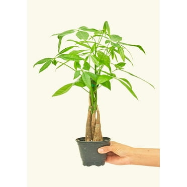 Pachira Aquatica Live Green Plant in 4" Pot