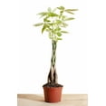 thumbnail image 1 of Pachira Aquatica 'Money Tree' House Plant in 6" Grow Pot, 1 of 3