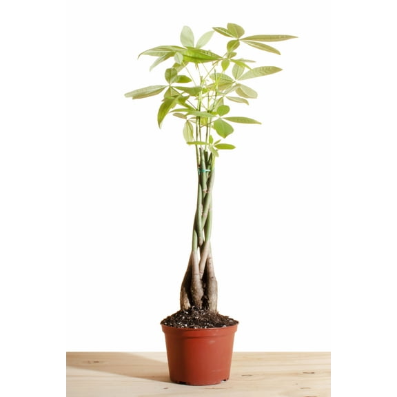 Pachira Aquatica 'Money Tree' House Plant in 6" Grow Pot