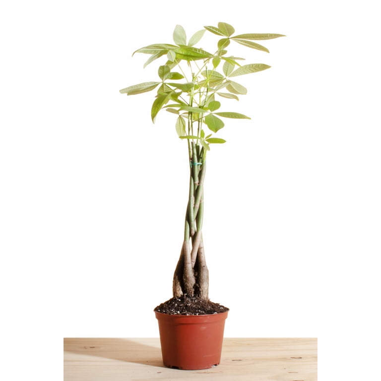 pflanze glücksfeder standort Zamioculcas Zamiifolia - Glücksfeder - 40-95 cm - Ø14cm main image 1