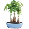 Pachira Aquatica Money Trees Bonsai 3 Plants Forest Indoor Live 1014