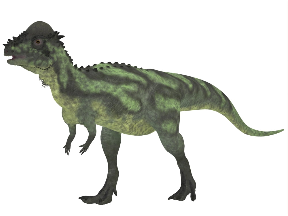 Pachycephalosaurus a biped dinosaur from the Cretaceous Period Canvas Art - Corey FordStocktrek Images (33 x 25)
