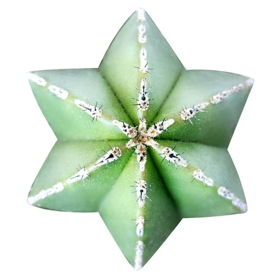 Pachycereus Marginatus Mexican Fence Post Cactus - 4 inch