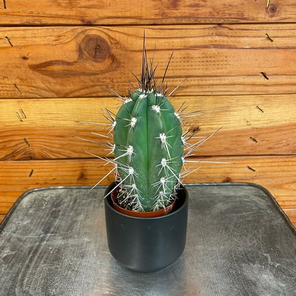 Pachycereus Pringlei, 2" Plant, The Plant Farm