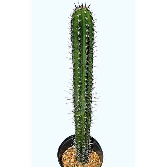 Pachycereus pecten-aboriginum