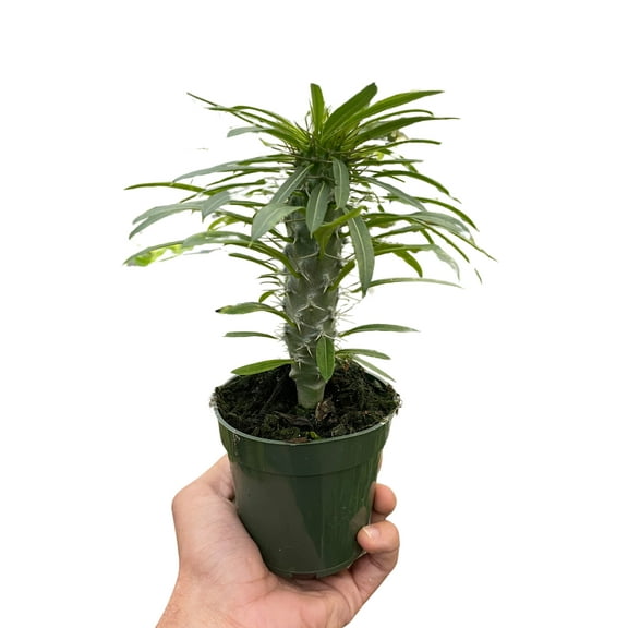 Pachypodium 'lamerei' (Madagascar Palm), 4" Pot, Indoor Houseplant, Easy Care, Live Plant for Indoor & Outdoor