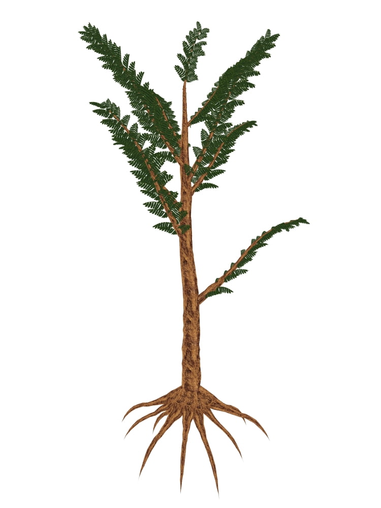 Pachypteris prehistoric plant Canvas Art - Elena DuvernayStocktrek Images (12 x 16)