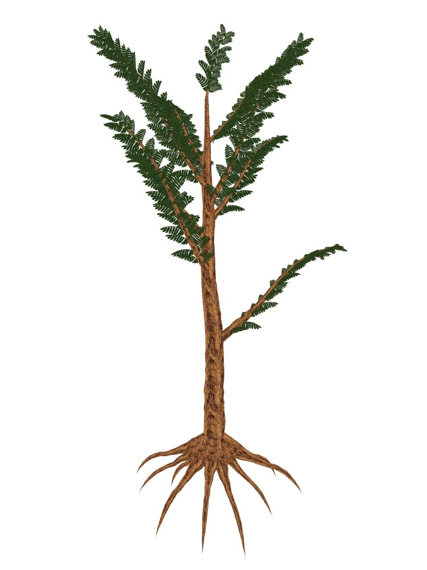 Pachypteris prehistoric plant Canvas Art - Elena DuvernayStocktrek Images (24 x 32)