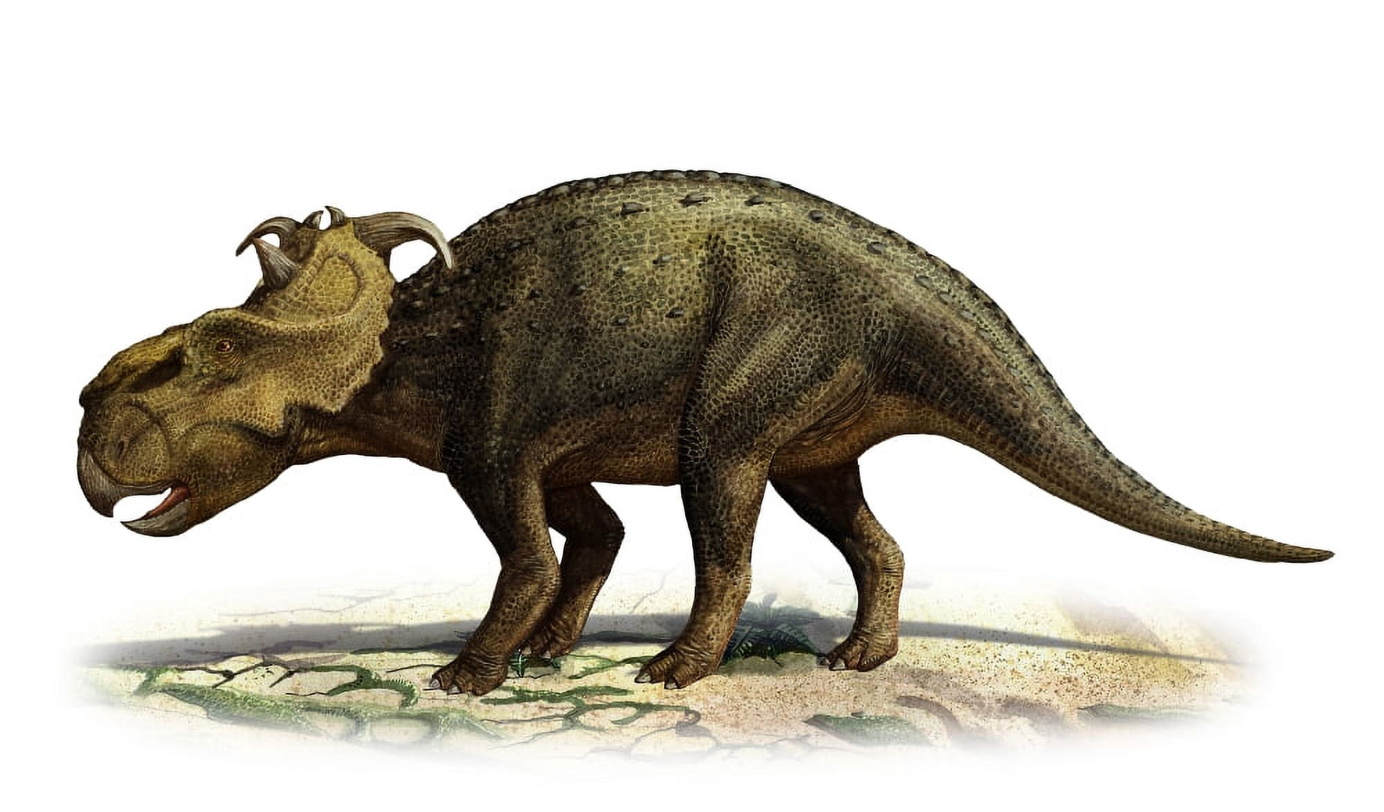 Pachyrhinosaurus canadensis a prehistoric era dinosaur Canvas Art - Sergey KrasovskiyStocktrek Images (19 x 11)