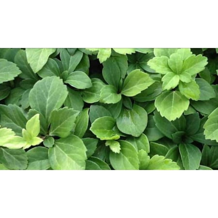 Pachysandra terminalis Japanese Spruge -50 Bare Root Plants