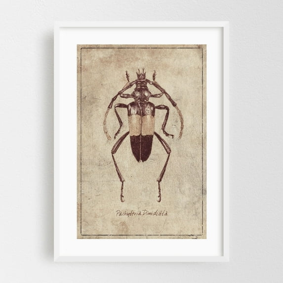 Pachyteria Dimidiata - Drawing Vintage Botanical Vintage Poster White Framed Wall Art Print 12 x 18 inches