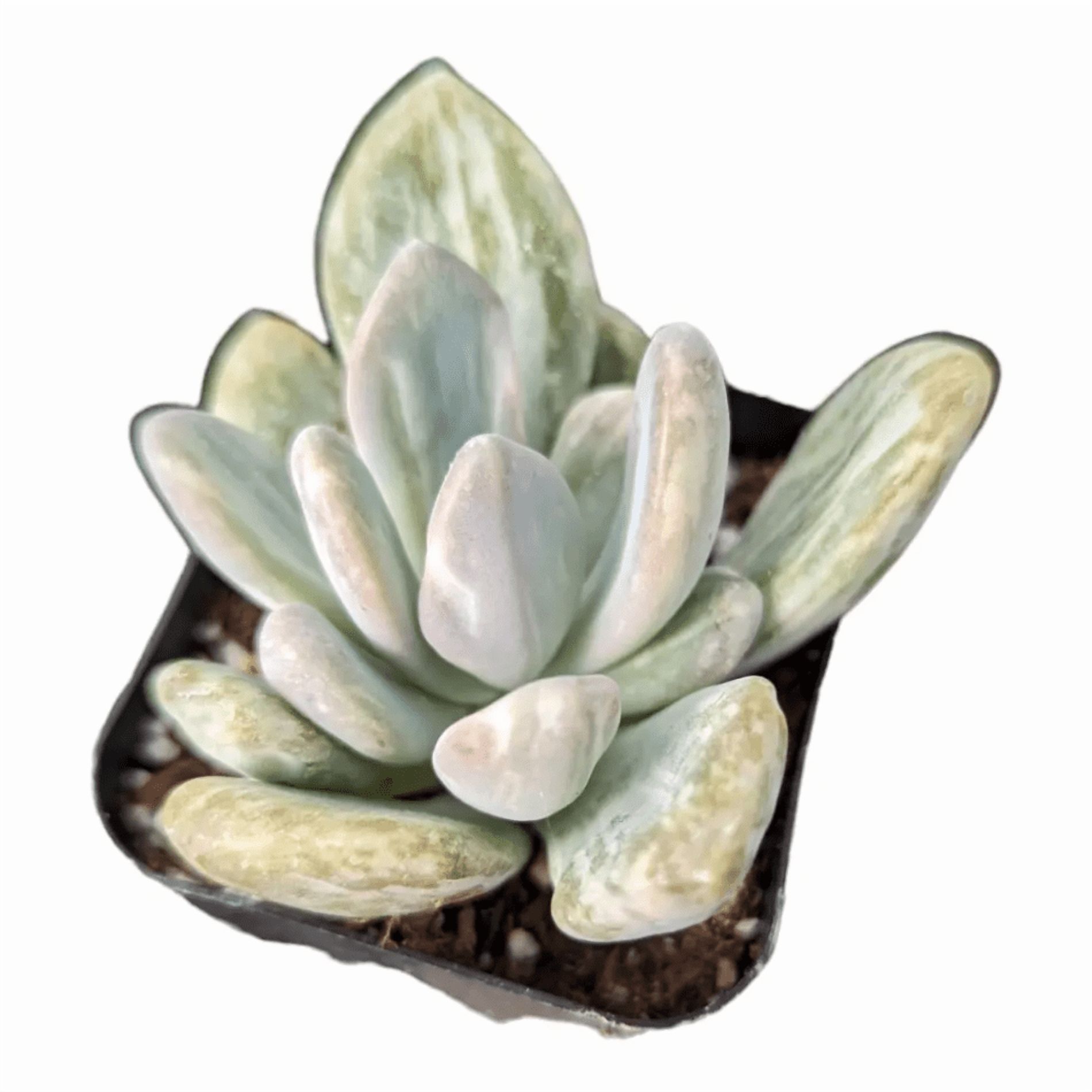 Pachyveria Variegata Succulent Live Plant 2 Inch for Indoor Outdoor Home Office Garden Decor