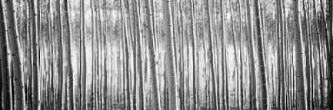 Pacific Albus BW I Canvas Art - Erin Berzel (12 x 36)