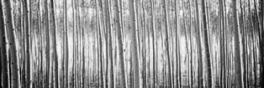 Pacific Albus BW I Canvas Art - Erin Berzel (8 x 24)