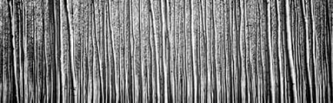 Pacific Albus BW II Canvas Art - Erin Berzel (8 x 24)