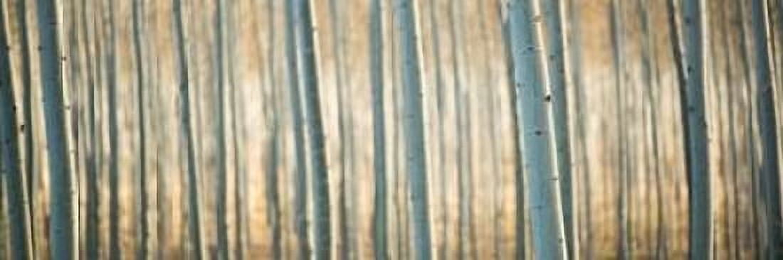 Pacific Albus Pano I Canvas Art - Erin Berzel (12 x 36)
