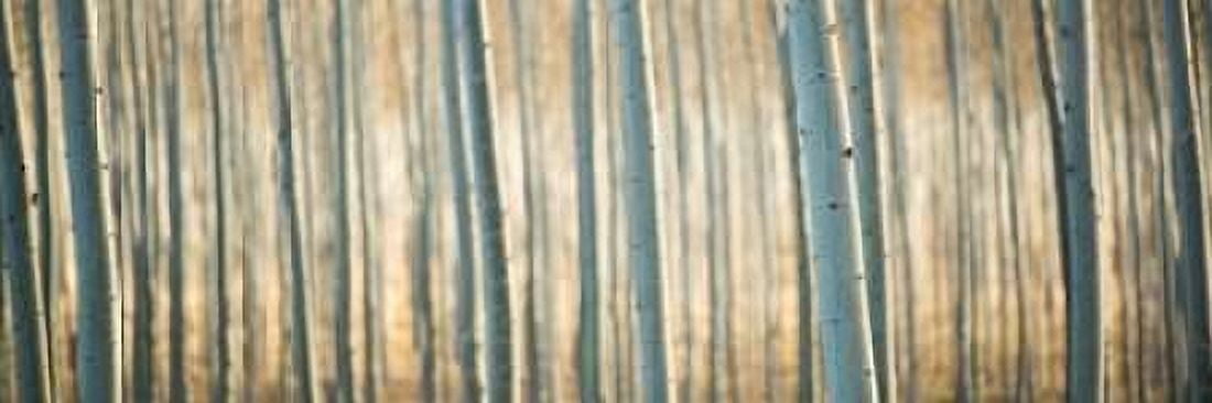 Pacific Albus Pano I Canvas Art - Erin Berzel (8 x 24)