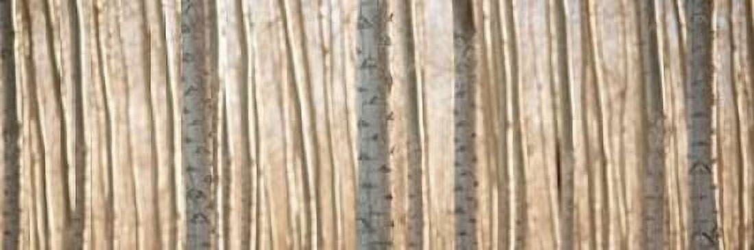 Pacific Albus Pano II Canvas Art - Erin Berzel (12 x 36)