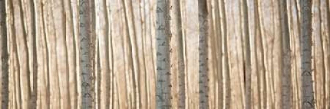 Pacific Albus Pano II Canvas Art - Erin Berzel (8 x 24)