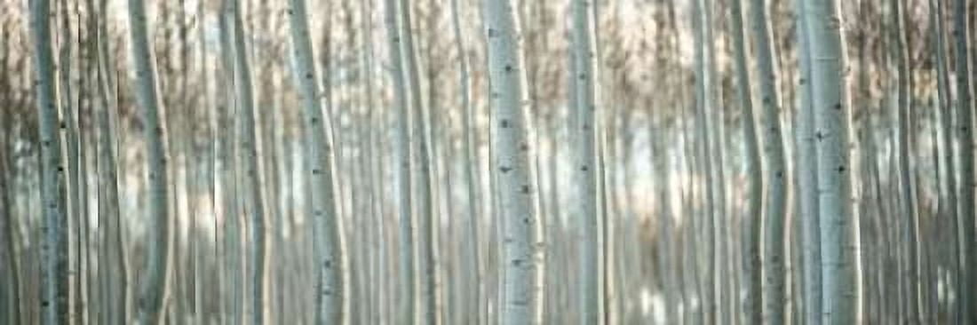 Pacific Albus Pano III Canvas Art - Erin Berzel (12 x 36)
