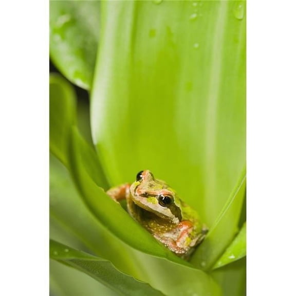 Pacific Chorus Frog Pseudacris Regilla in Leaf Rosette - St. Albert Alberta Canada Poster Print by Corey Hochachka - 12 x 19