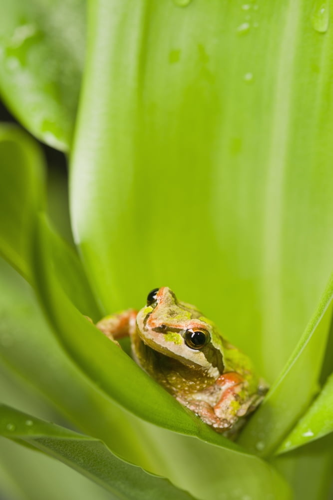 Pacific Chorus Frog (Pseudacris regilla) in leaf rosette St Albert Alberta Canada Canvas Art - Corey Hochachka Design Pics (12 x 19)