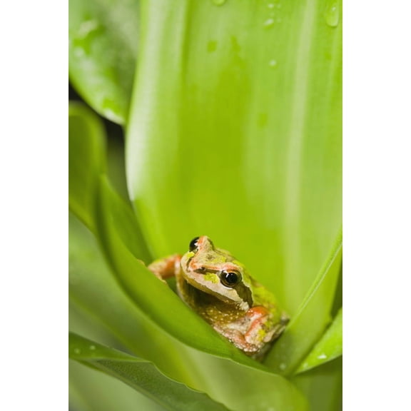 Pacific Chorus Frog (Pseudacris regilla) in leaf rosette St Albert Alberta Canada Canvas Art - Corey Hochachka Design Pics (24 x 38)