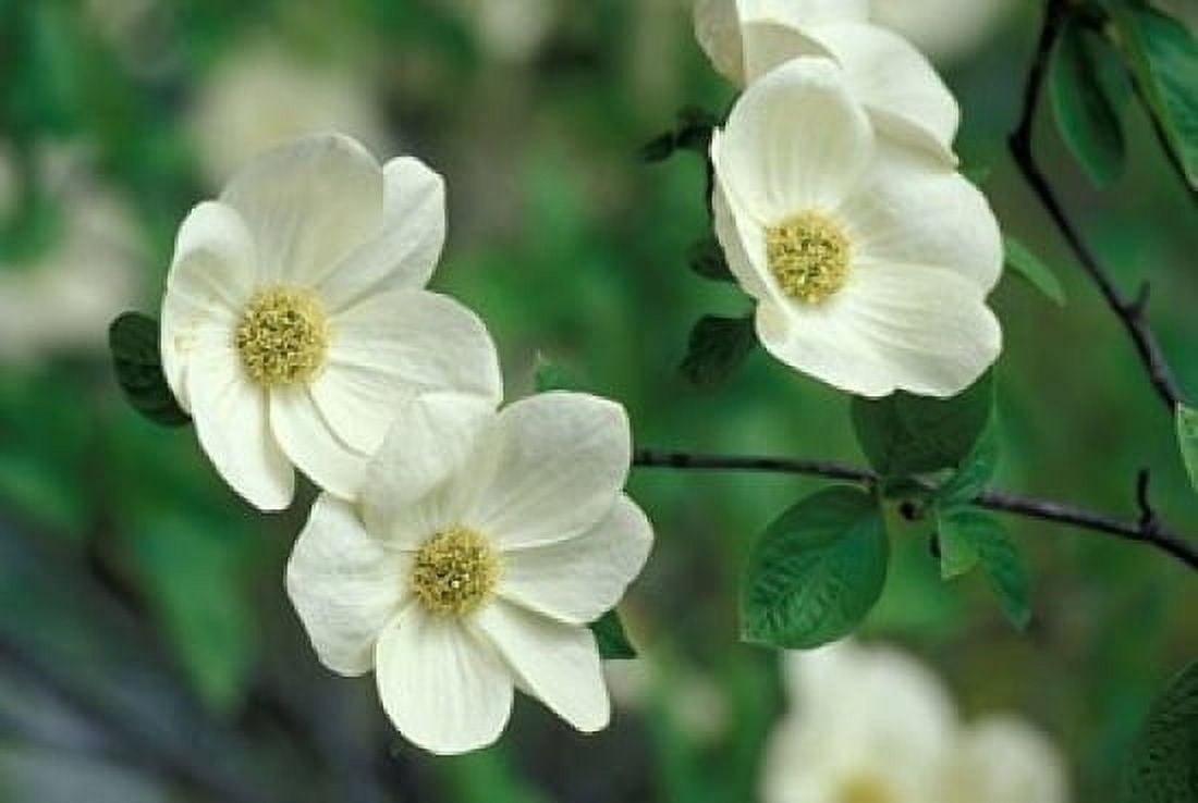Pacific Dogwood Along Merced River Yosemite National Park California Canvas Art - Adam Jones DanitaDelimont (24 x 15)