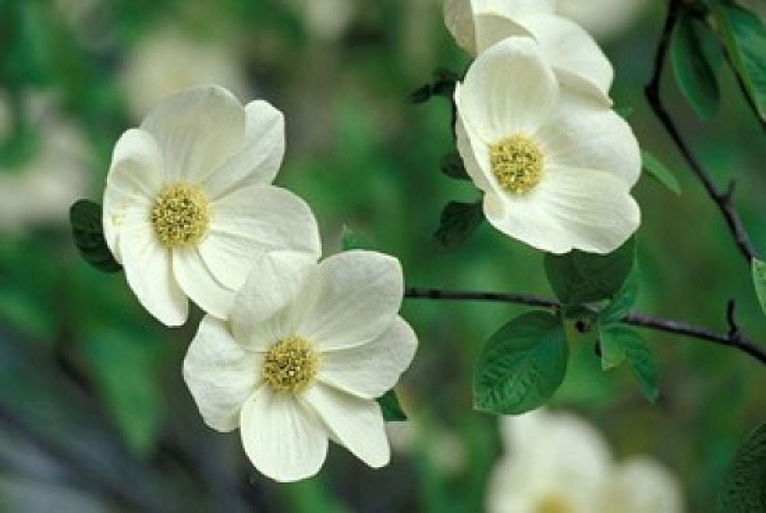 Pacific Dogwood Along Merced River Yosemite National Park California Canvas Art - Adam Jones DanitaDelimont (35 x 24)