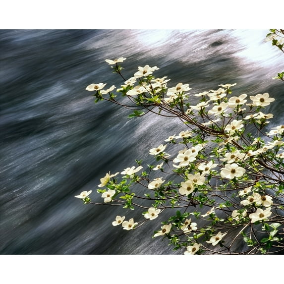 Pacific Dogwood (Cornus nuttallii) flowers blooming over Mackenzie River, Willamette National Forest, Linn County, Oregon, USA Poster Print by Panoramic Images (14 x 11)