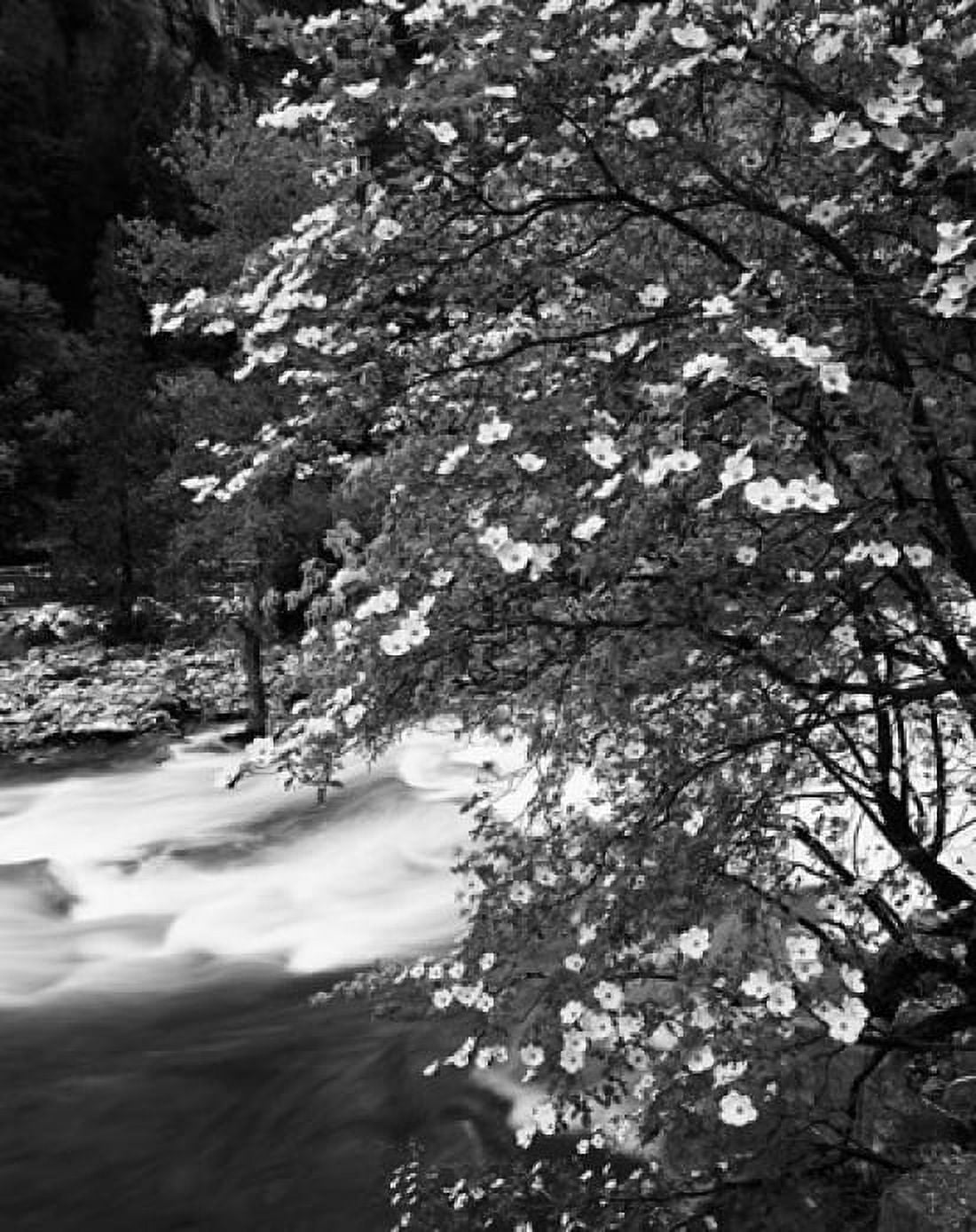 Pacific Dogwood tree Merced River Yosemite National Park California Canvas Art - Adam Jones DanitaDelimont (16 x 20)