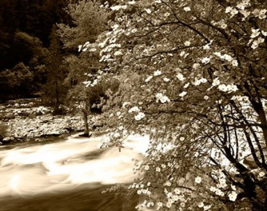 Pacific Dogwood tree over the Merced River Yosemite National Park California Canvas Art - Adam Jones DanitaDelimont (45 x 36)