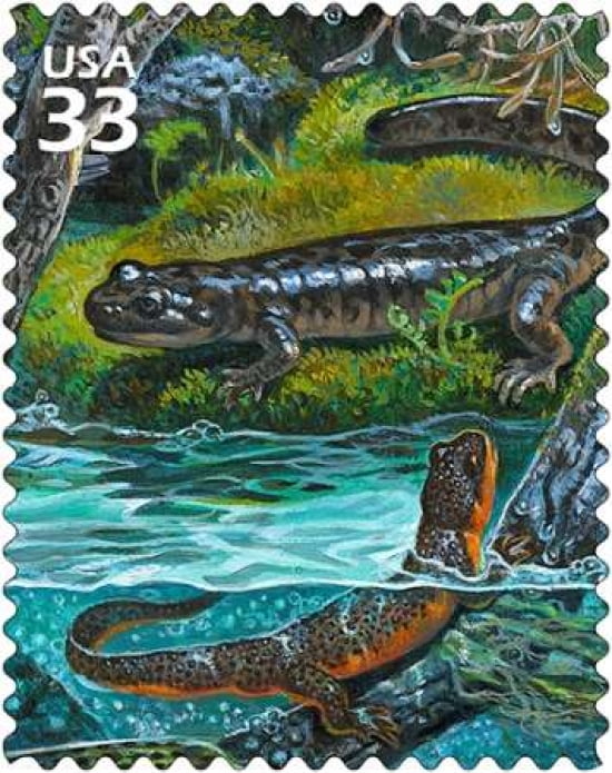 Pacific Giant Salamander Canvas Art - US POSTAL SERVICE (24 x 30)