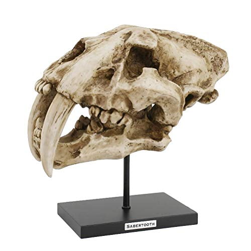 Pacific Giftware Prehistoric Animals Replica Dinosaurs Sabertooth Skeleton Skull Fossli Long Teeth Resin Figurine